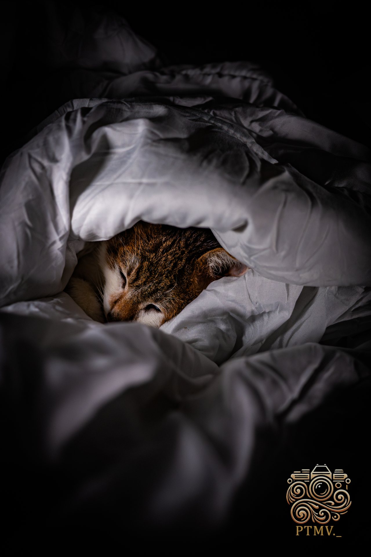 Chat à domicile