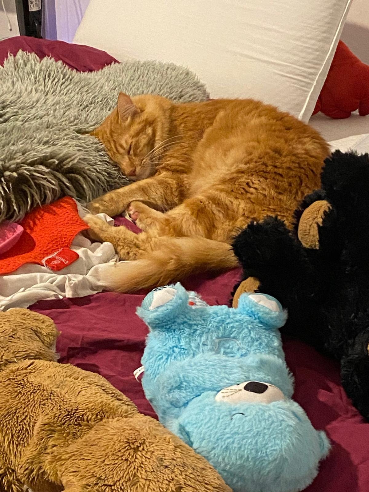 Chat reposant parmi des peluches