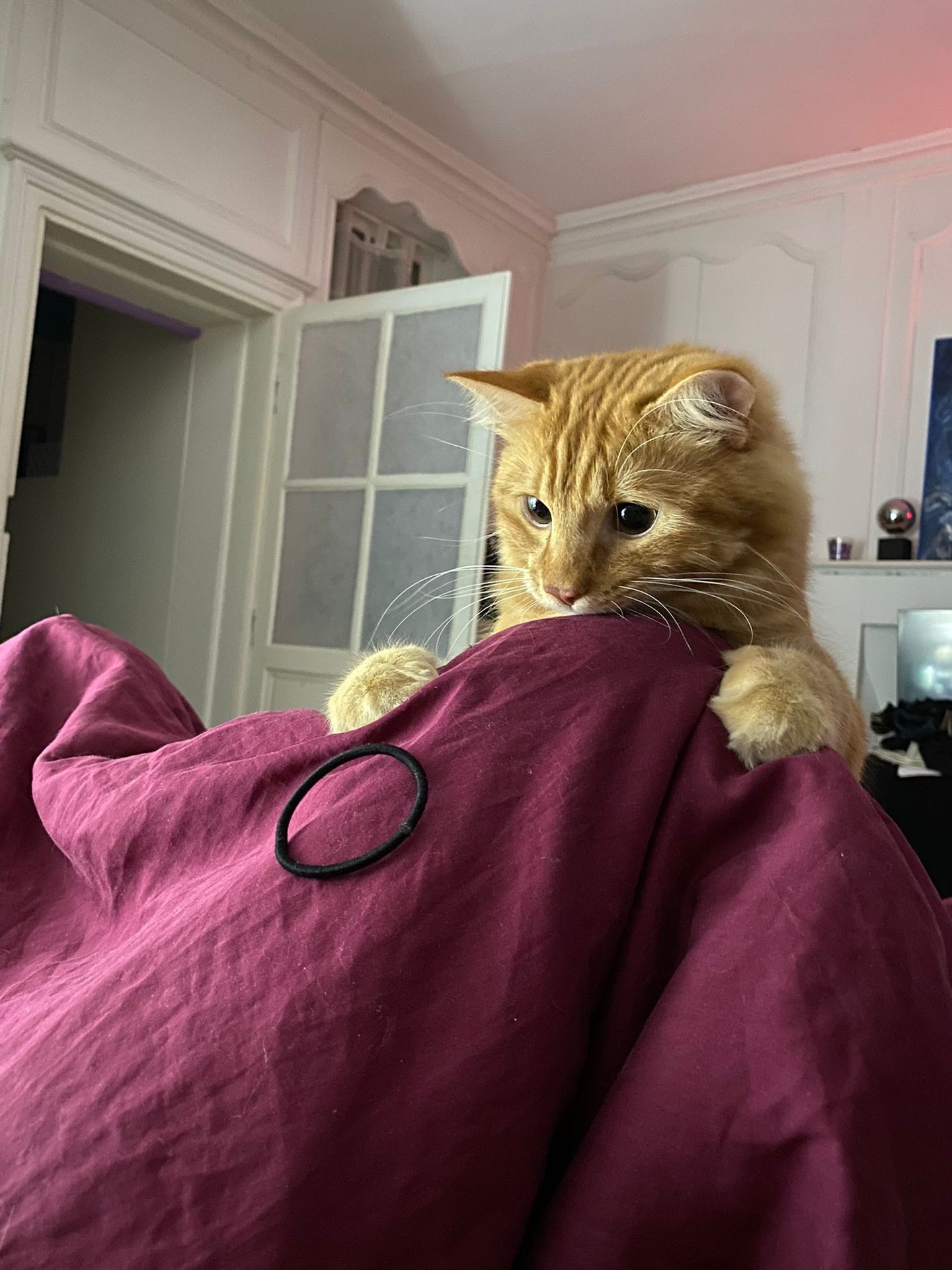 Chat pendant une visite