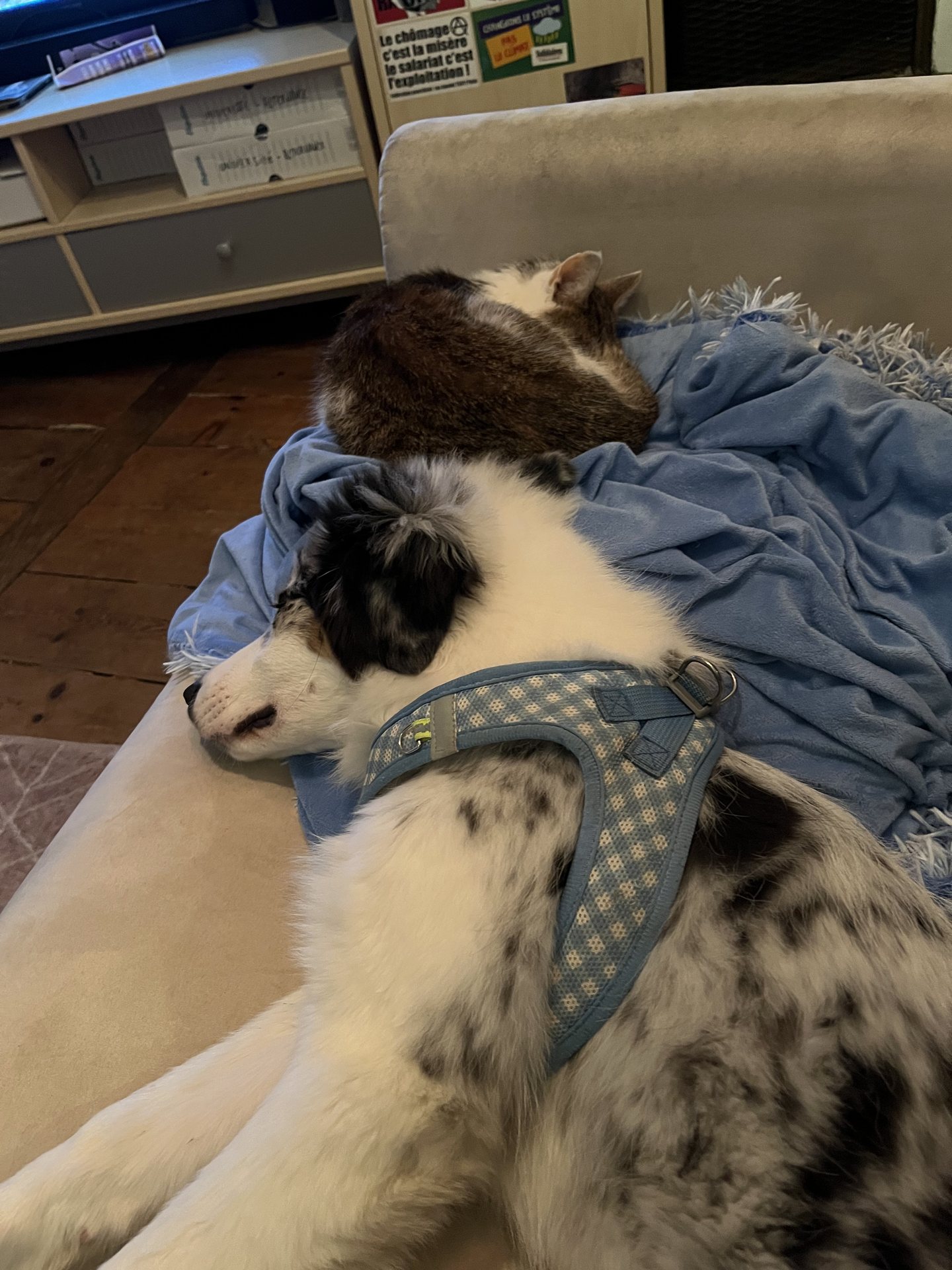Chien et chat reposant ensemble