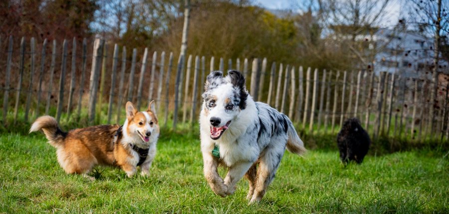Chiens heureux dans un jardin