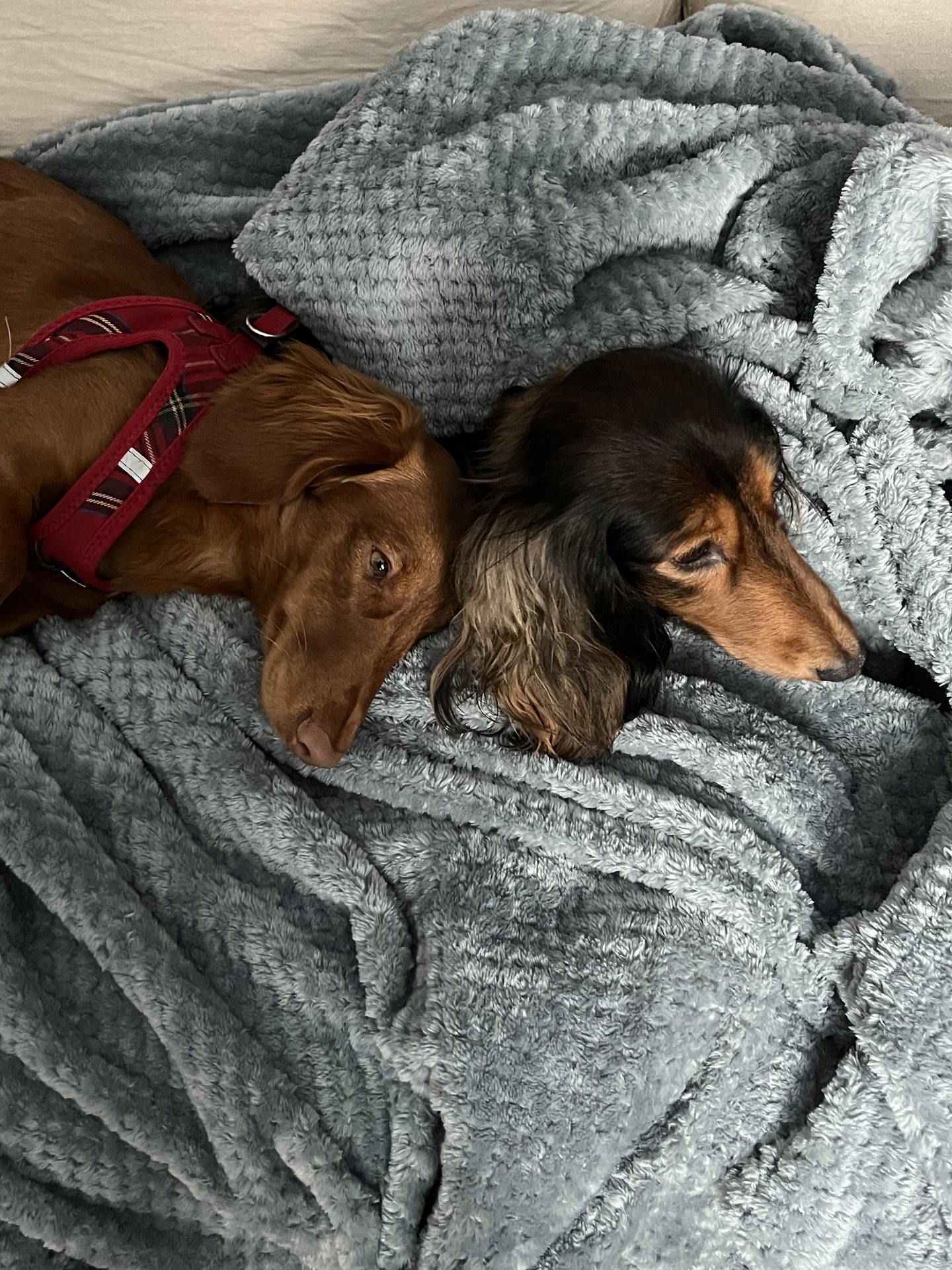 Chiens en garde